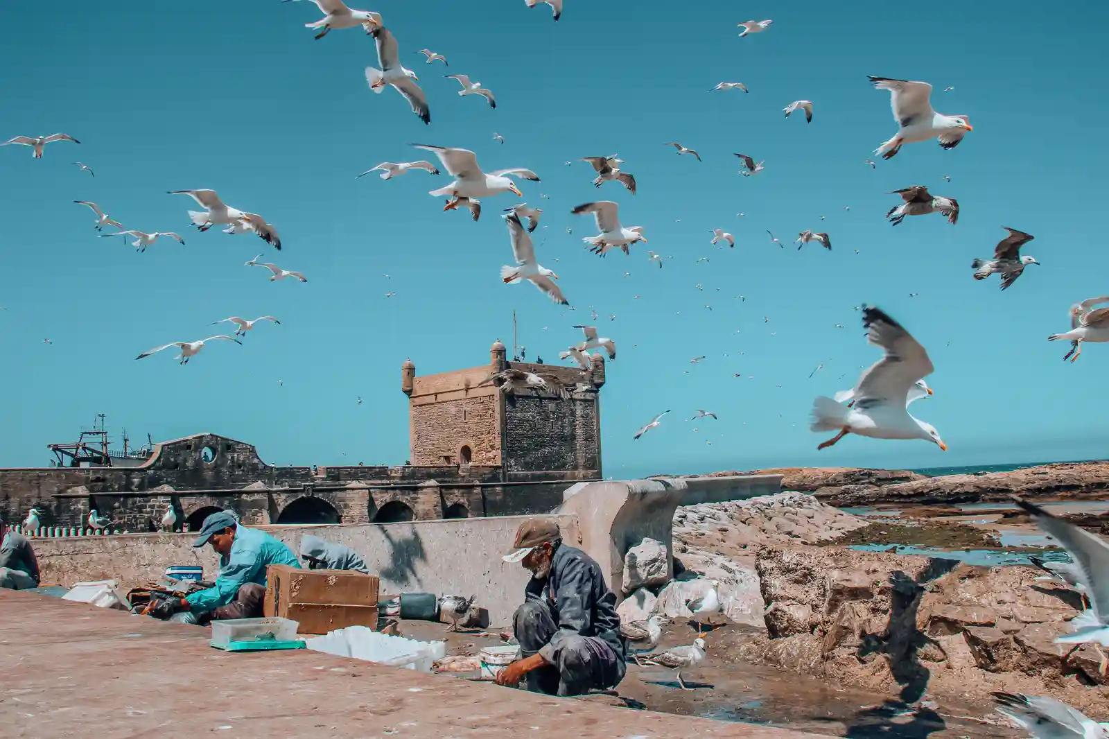 Seagulls soaring over the historic fortress and fishing port of Essaouira under a bright blue Moroccan sky